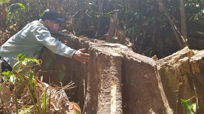 Mất rừng, mất tiền, hàng nghìn mét khối gỗ để mục nát ở Bình Phước ảnh 2