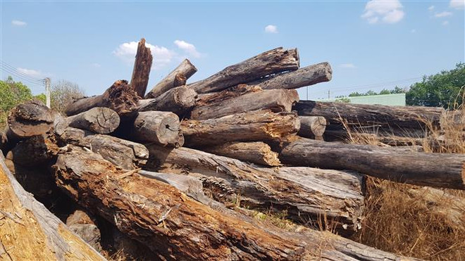 Mất rừng, mất tiền, hàng nghìn mét khối gỗ để mục nát ở Bình Phước ảnh 1