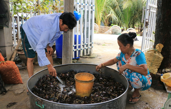 Đồng Tháp: Nghề đặt lọp cua đồng giúp dân vùng lũ có thêm thu nhập ảnh 1