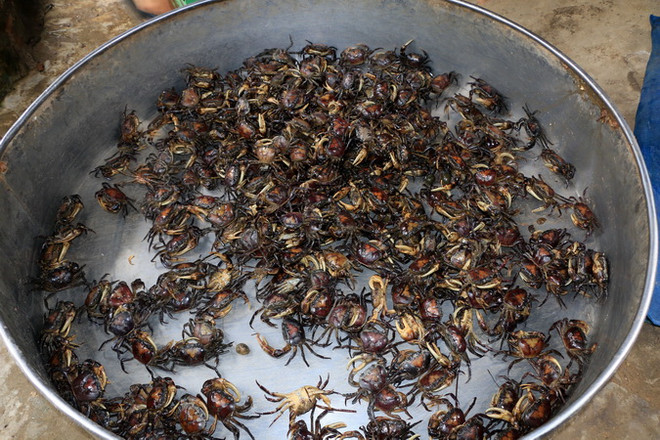 Đồng Tháp: Nghề đặt lọp cua đồng giúp dân vùng lũ có thêm thu nhập ảnh 2