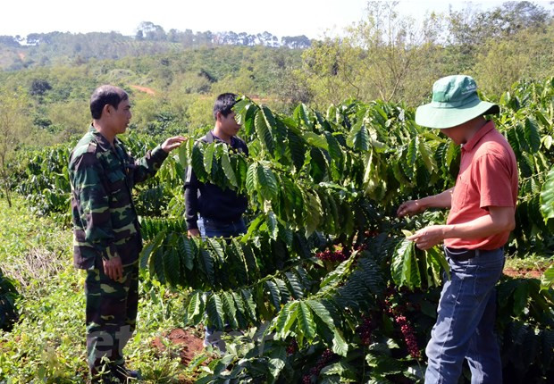 Hỗ trợ đồng bào dân tộc ở Tây Nguyên về kỹ thuật canh tác càphê bền vững. (Ảnh: Hưng Thịnh/Vietnam+) Tạo "bệ đỡ" cho thoát nghèo vùng đồng bào dân tộc thiểu số và miền núi ảnh 1