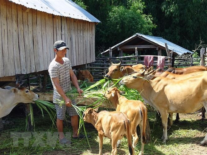 Gia đình anh HVing H Điếp tại buôn Học, xã Krông Pa (Sơn Hòa, Phú Yên) thoát nghèo nhờ chăn nuôi bò sinh sản. (Ảnh: Xuân Triệu/TTXVN) Tạo "bệ đỡ" cho thoát nghèo vùng đồng bào dân tộc thiểu số và miền núi ảnh 3