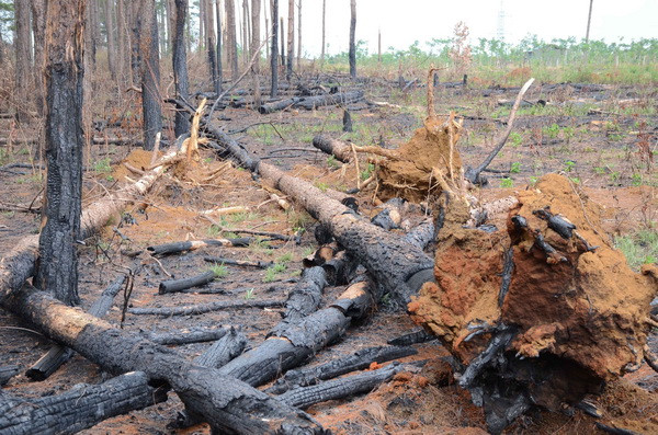Khiển trách Thường vụ Huyện ủy Đắk G’long vì buông lỏng quản lý rừng ảnh 1