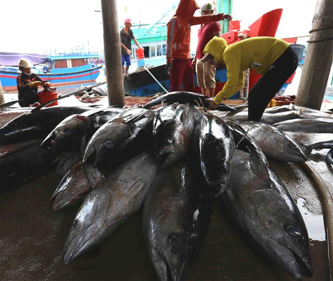 Trang Foreign Affair Asia: Việt Nam nỗ lực gỡ bỏ thẻ vàng IUU ảnh 1