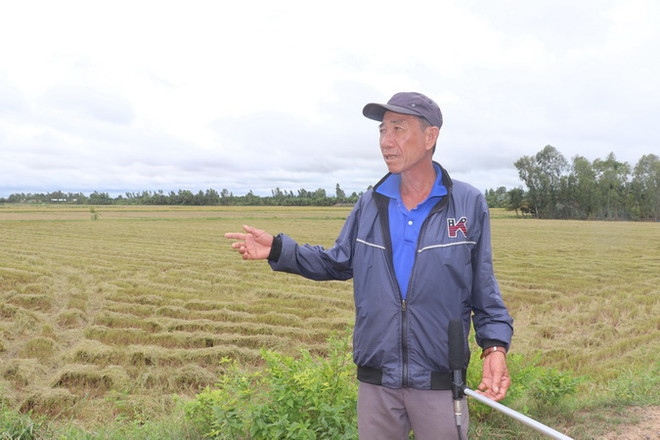 Giải quyết việc chuyển sử dụng đất trồng lúa thực hiện dự án ở Long An ảnh 1