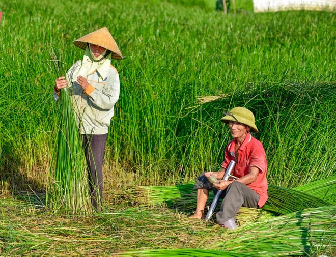 Được mùa nhưng mất giá, người trồng cói xứ Thanh gặp khó ảnh 2