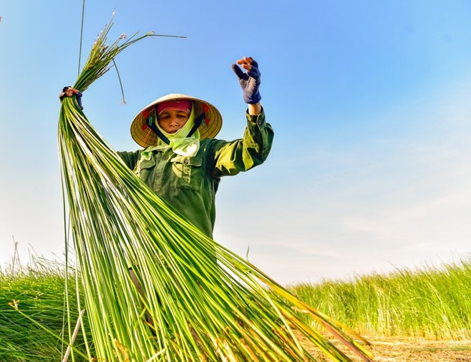 Được mùa nhưng mất giá, người trồng cói xứ Thanh gặp khó ảnh 1