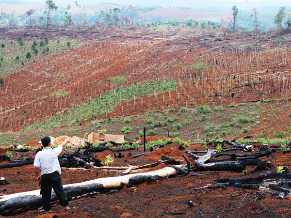 Vượt nhiều chỉ tiêu trong Chiến lược phát triển lâm nghiệp 2006-2020 ảnh 2
