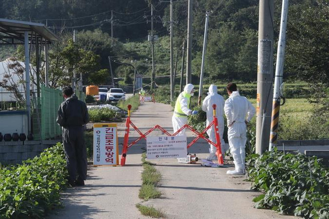 Nhân viên cơ quan kiểm dịch làm nhiệm vụ tại một trang trại ở Paju, phía Bắc thủ đô Seoul của Hàn Quốc, sau khi phát hiện trường hợp đầu tiên nhiễm virus tả lợn châu Phi, ngày 17/9 vừa qua. (Ảnh: Yonhap/TTXVN) Hàn Quốc dỡ lệnh cấm di chuyển đối với các trang trại lợn ảnh 1
