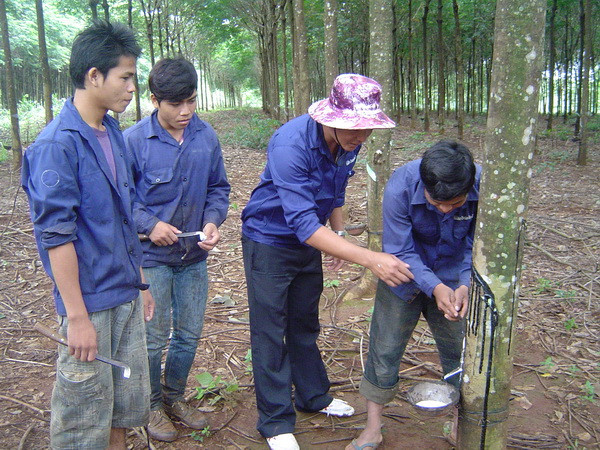 Kim ngạch thương mại Tây Nguyên với Đông Bắc Campuchia tăng ảnh 1