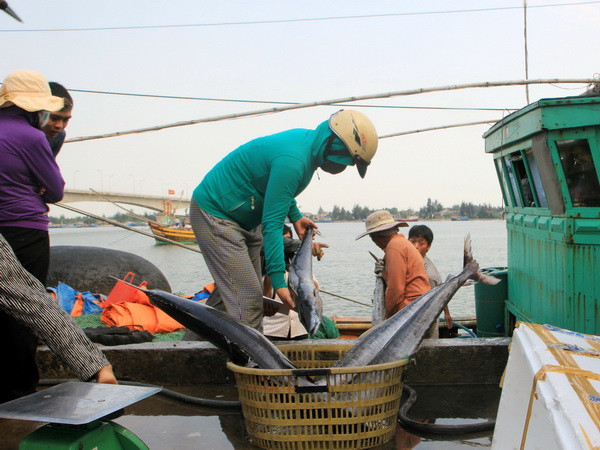 Hơn 100 tàu của ngư dân Quảng Trị tiếp tục vươn khơi, bám biển ảnh 1