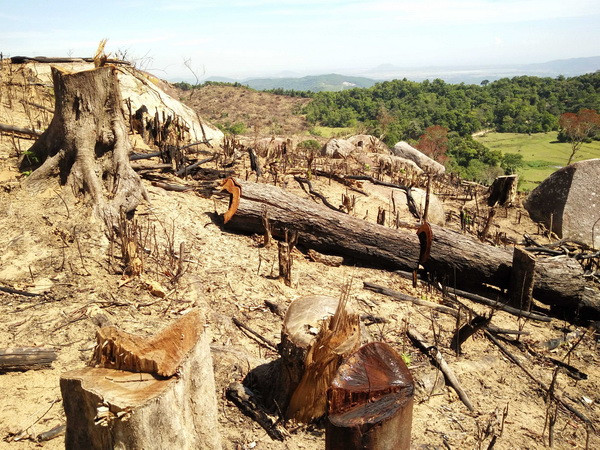 Vụ phá rừng tại Bình Định: Yêu cầu đình chỉ công tác cán bộ kiểm lâm ảnh 1
