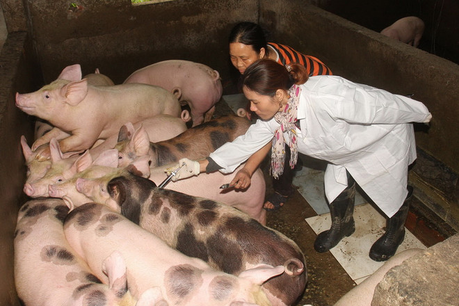 Việt Nam thúc đẩy nghiên cứu sản xuất vắcxin lở mồm long móng ảnh 1