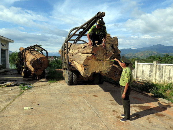 Kon Tum: Lâm tặc ngang nhiên tẩu tán tang vật khai thác gỗ lậu ảnh 1