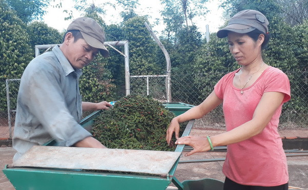 Nông dân lao đao khi giá hồ tiêu giảm thấp nhất trong hơn 10 năm ảnh 1