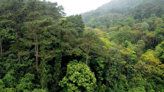 Ghé thăm Vườn quốc gia Tam Đảo - khu đa dạng sinh học cao ảnh 2