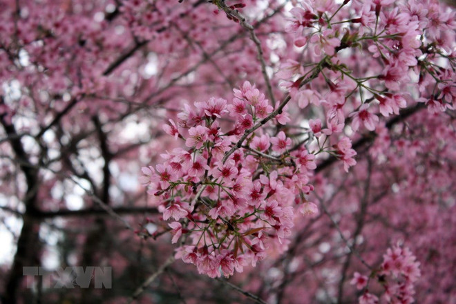 Rừng Mai anh đào dưới chân núi Langbiang sẽ biến thành nương rẫy? ảnh 1