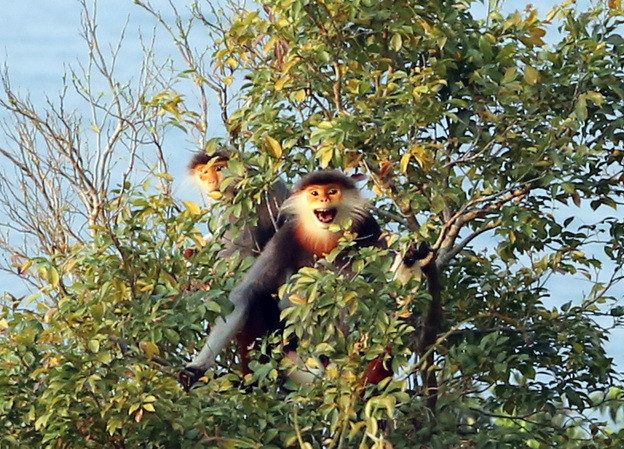 Bắt tạm giam hai đối tượng bắn chết 5 cá thể Voọc chà vá chân đen ảnh 1