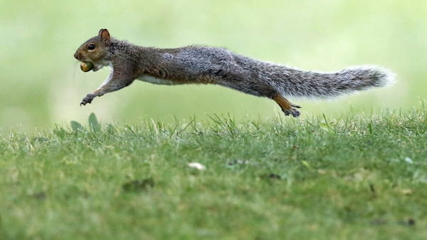 Chuyến bay bị hoãn do hành khách mang ''động vật hỗ trợ cảm xúc'' ảnh 1