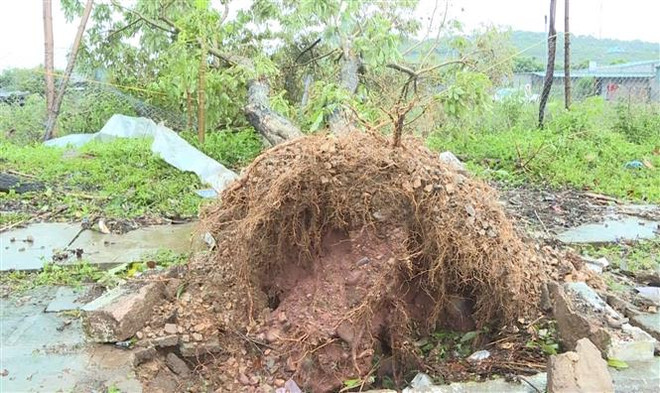Sơn La: Mưa đá kèm theo gió lốc gây thiệt hại nặng ở Mộc Châu ảnh 1