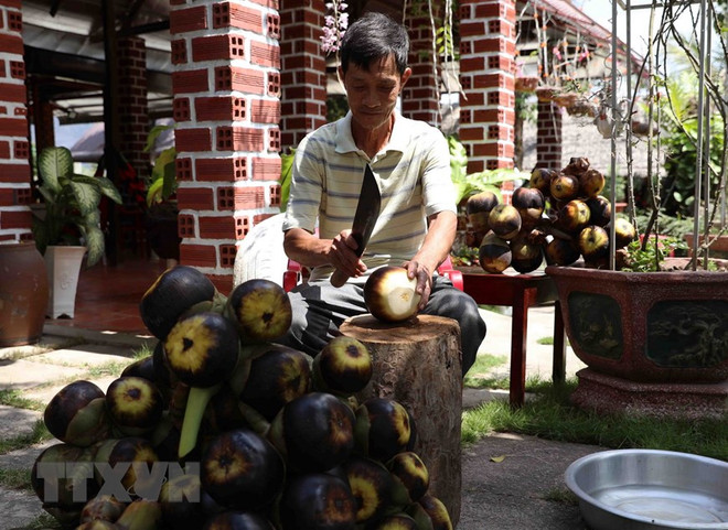 Cơm thốt nốt (cùi) dùng để ăn cùng với nước lấy từ vòi hoa thốt nốt là món giải khát rất tốt, bổ dưỡng. (Ảnh: Vũ Sinh/TTXVN) An Giang tiến tới hình thành vùng sản xuất thốt nốt hữu cơ ảnh 2