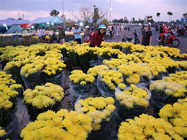 Đà Lạt có khoảng 1.500 ha hoa phục vụ thị trường Tết Kỷ Hợi 2019 ảnh 1