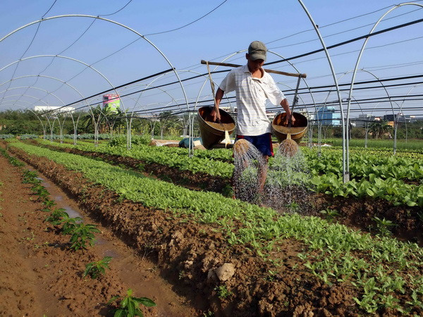 Đà Nẵng triển khai dự án tái chế chất thải hữu cơ thành phân bón ảnh 1