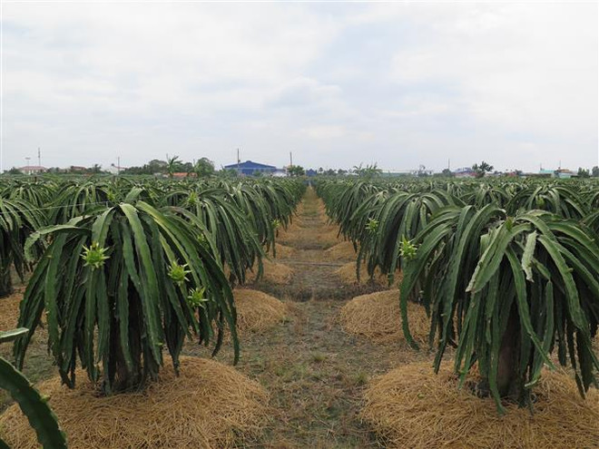 Long An gấp rút tìm giải pháp phục hồi cây thanh long ảnh 1