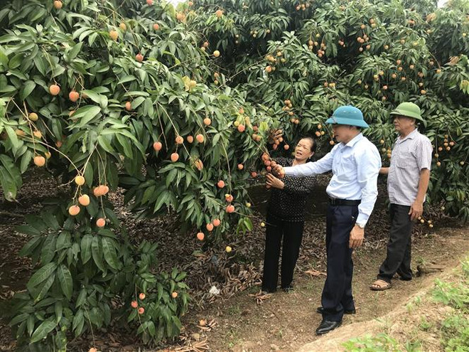 Chính quyền địa phương và người dân kiểm tra chất lượng vải tại vườn. (Ảnh: Tiến Vĩnh/TTXVN) Hải Dương: Vải Thanh Hà thu hoạch sớm mất mùa nhưng được giá ảnh 2