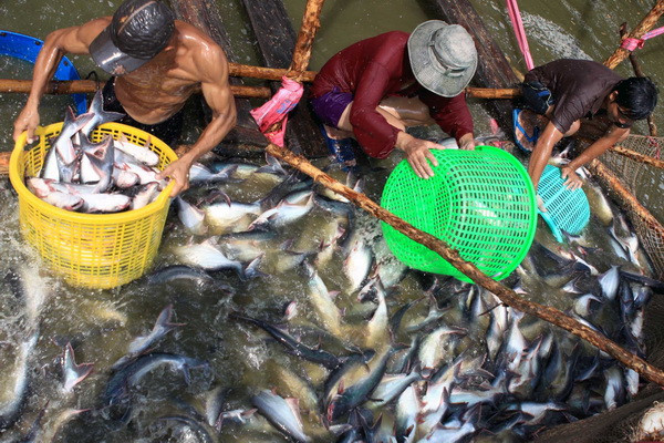 Giá cá tra nguyên liệu tại ĐBSCL tiếp tục có xu hướng giảm ảnh 1