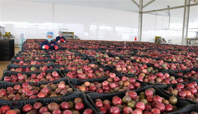 Nâng cao giá trị nông sản Việt: Cần một chiến lược toàn diện ảnh 1