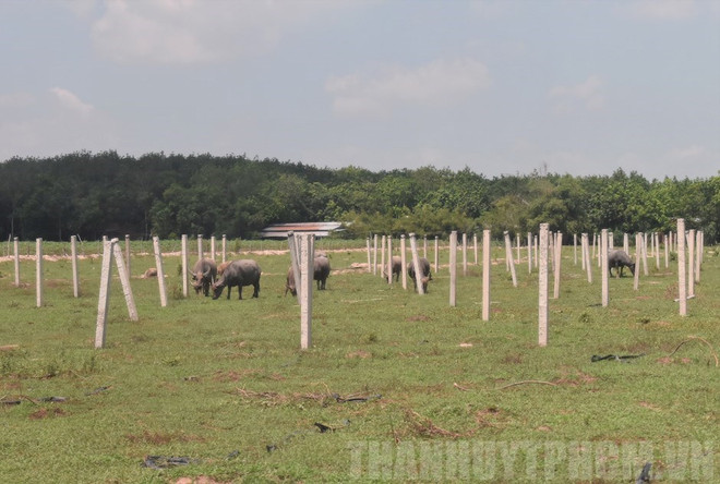 TP.HCM công khai 108 dự án không thực hiện đúng kế hoạch sử dụng đất ảnh 1