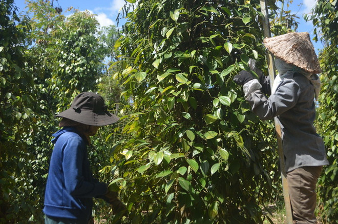 Nông dân ở Đắk Nông phấn khởi, hồ tiêu được mùa, được giá ảnh 1