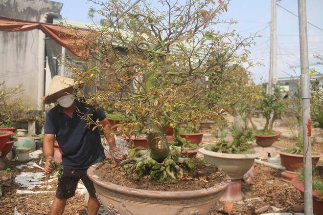 Bà Rịa-Vũng Tàu: Thất thu vụ mai Tết Nguyên đán Nhâm Dần 2022 ảnh 1