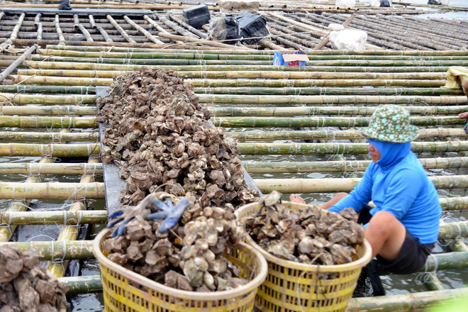 ttxvn_thuy san sau bao.jpg