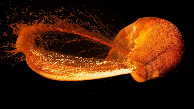 Giả thuyết thú vị về tốc độ hình thành nhanh kinh ngạc của Mặt Trăng ảnh 2