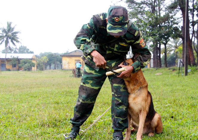Hình ảnh thú vị huấn luyện chó nghiệp vụ của lực lượng biên phòng ảnh 2