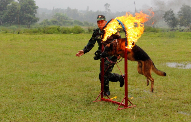 Hình ảnh thú vị huấn luyện chó nghiệp vụ của lực lượng biên phòng ảnh 4