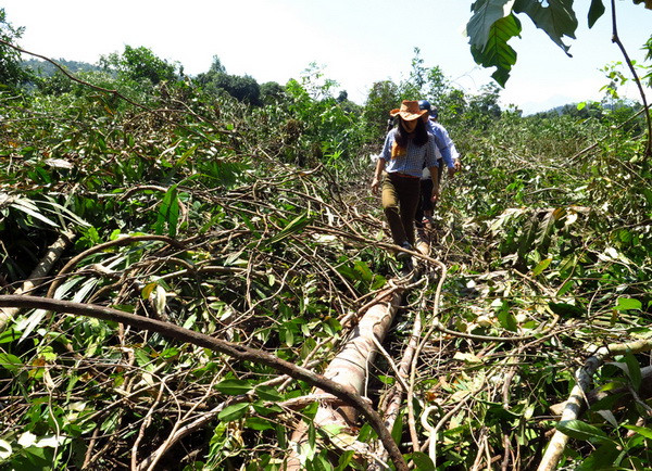 Phó Thủ tướng yêu cầu Phú Yên làm rõ việc "phá rừng để nuôi bò" ảnh 1