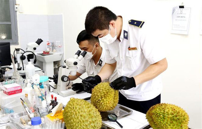 Giảm ùn ứ, thúc đẩy xuất khẩu nông sản tại cửa khẩu biên giới phía Bắc ảnh 2