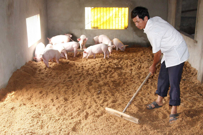 Tháo gỡ khó khăn cho ''thủ phủ'' nuôi lợn lớn nhất miền Bắc ảnh 1