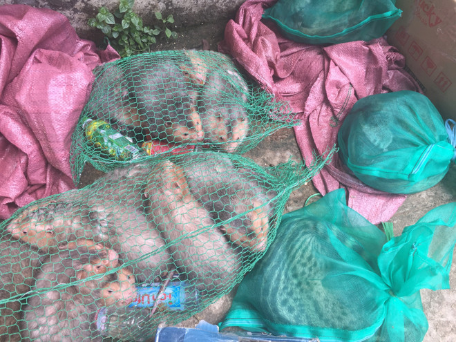 Động vật hoang dã được giấu trên xe khách bị lực lương chức năng của tỉnh Bình Dương bắt giữ. (Ảnh : Nguyễn Văn Việt/TTXVN) Phát hiện vụ vận chuyển số lượng lớn động vật hoang dã trái phép ảnh 1