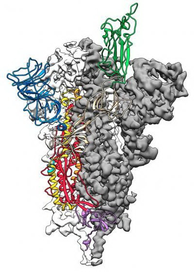 Bản đồ tỷ lệ nguyên tử 3D, hoặc cấu trúc phân tử của protein tăng đột biến 2019-nCoV. (NGuồn: AFFP) Đột phá trong vẽ bản đồ phân tử dịch viêm đường hô hấp cấp COVID-19 ảnh 1