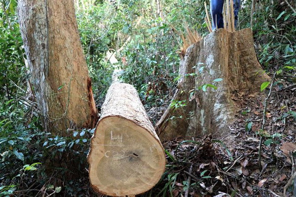 Phát hiện vụ phá rừng lấy gỗ trái phép tại Bình Phước ảnh 1