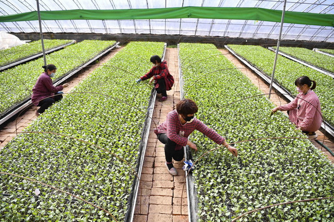 Trung Quốc: Giá thực phẩm tại Bắc Kinh tăng cao dịp năm mới Âm lịch ảnh 1