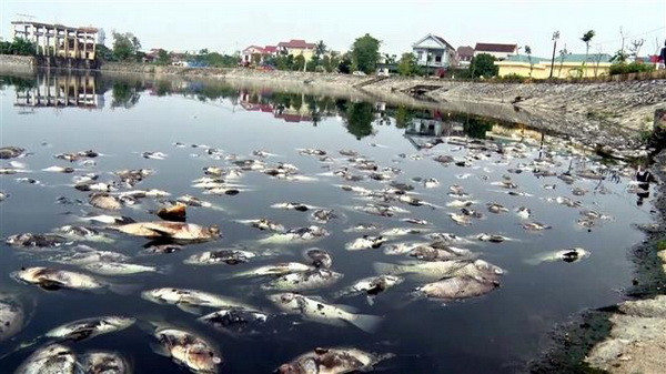 Nghệ An: Cá chết hàng loạt ở hồ Cửa Nam gây ô nhiễm nghiêm trọng ảnh 1