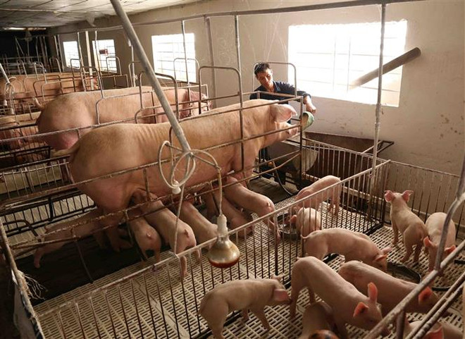 Trợ lực giúp ngành chăn nuôi của tỉnh Đồng Nai tăng tốc ảnh 1