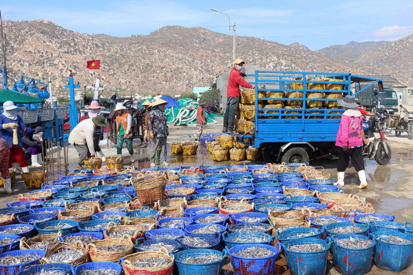 Khắc phục thẻ vàng IUU: Vẫn gặp khó trong xác nhận nguyên liệu ảnh 1