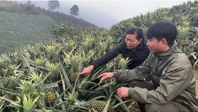 Giá dứa giảm mạnh, nông dân tỉnh Lào Cai thấp thỏm tìm đầu ra ảnh 1