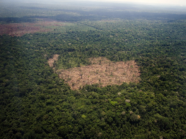 Phát hiện hơn 380 loài sinh vật mới tại rừng nhiệt đới Amazon ảnh 1